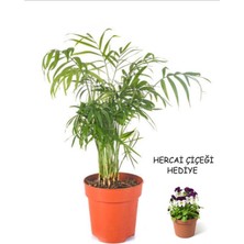 Serada Decor Plant Videolu Sevgililer Gününe Özel Hercai Çiçeği Hediyeli Areka (20 30 Cm)1 Adet Areca