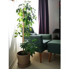 Serada Decor Plant Videolu Şeflera Bitkisi (110 120 Cm)1 Adet Dekarasyon Ev ve Ofis Bitkisi Schefflera