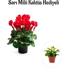 Serada Decor Plant Sevgililer Gününe Özel Hediyelik Kırmızı Renk Sıklamen Çiçeği Sarı Milli Kaktüs Hediyeli