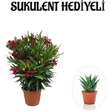 Serada Decor Plant Kırmızı Renk Bodur Zakkum Fidanı Sevgililer Gününe Özel Sukulent Hediyeli