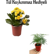 Serada Decor Plant Sevgililer Gününe Özel Hediyelik Sarı Renk Kalanşo Çiçeği Tül Kuşkonmaz Hediyeli