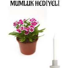 Serada Decor Plant Hediyelik Pembe Çin Karanfili Çiçeği Sevgililer Gününe Özel Mumluk Hediyeli