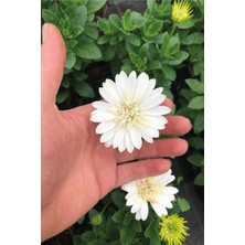 Serada Decor Plant Videolu Papatya Fidesi Katmerli ( Bodrum Papatyası ) 1 Adet Saksılı Beyaz 30 cm Bodrum Daisy