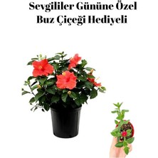 Serada Decor Plant Sevgililer Gününe Özel Hediyelik Kırmızı Japon Gülü Çiçeği Buz Çiçeği Hediyeli