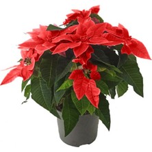 Serada Decor Plant Ponsetya Kırmızı - Atatürk Çiçeği (10,5 cm Saksıda)