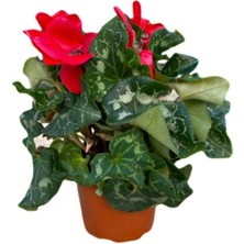 Serada Decor Plant Sıklamen Çiçeği Kırmızı - Cyclamen 20-30 cm Çiçekli Bodur Bitki