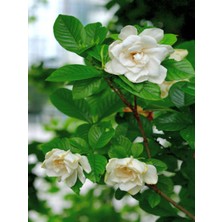 Serada Decor Plant Videolu Sevgililer Gününe Özel Gardenya Kokulu (30 40 Cm)1 Adet Saksılı Iç Mekan Bitkisi Gardenia