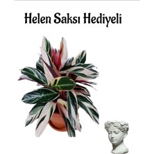 Serada Decor Plant Hediyelik Özel Tür Pembe Dua(Calatya Triostar) Bitkisi Sevgililer Gününe Özel Helen Saksı Hediyeli