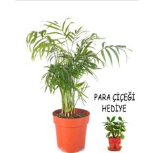 Serada Decor Plant Videolu Sevgililer Gününe Özel Para Çiçeği Hediyeli Areka (20 30 Cm)1 Adet Areca