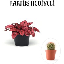 Serada Decor Plant Kırmızı Renk Zarif Yapraklı Hostes Çiçeği Sevgililer Gününe Özel Kaktüs Hediyeli