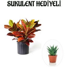 Serada Decor Plant Muhteşem Günümlü Kraton Çiçeği Bitkisi Sevgililer Gününe Özel Sukulent Hediyeli