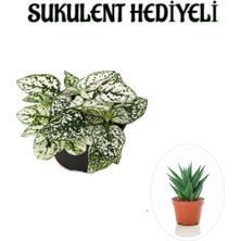 Serada Decor Plant Beyaz Renk Zarif Yapraklı Hostes Çiçeği Sevgililer Gününe Özel Sukulent Hediyeli