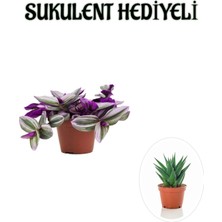 Serada Decor Plant Pembe Renk Telgraf(Nanouk) Çiçeği Sevgliler Gününe Özel Sukulent Hediyeli