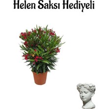 Serada Decor Plant Kırmızı Renk Bodur Zakkum Fidanı Sevgilier Gününe Özel Hlen Saksı Hediyeli