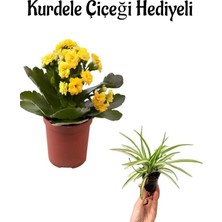 Serada Decor Plant Hediyelik Sarı Renk Kalanşo(Kalanchoe) Çiçeği Sevgililer Gününe Özel Kurdele Çiçeği Hediyeli