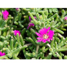 Serada Decor Plant Videolu 1 Adet Pembe Acem Halısı Çiçeği 5-15 cm Tüplü Çiçekli Bodur Drosanthemum Floribundum