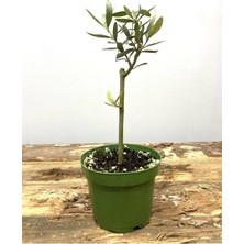 Serada Decor Plant Hediyelik Bonsai Zeytini 25-30 cm