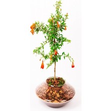 Serada Decor Plant Tüplü Ufak Meyveli Cüce Boylu Süs Nar Fidanı