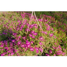 Serada Decor Plant Acem Halısı - Pembe Askılı Saksıda Hediyelik