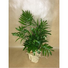 Serada Decor Plant Hediye Paketli Dağ Palmiyesi - Chamaedorea Elegans +Hediye Kart Notu