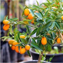 Serada Decor Plant Kamkat Fidanı 80 cm 100 cm