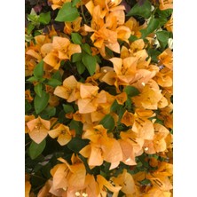 Serada Decor Plant Videolu Kayısı Rengi Begonvil (40 50 Cm)1 Adet Saksılı/ Tüplü Dış Mekan Bitkisi Bougainvillea