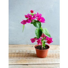 Serada Decor Plant Videolu Pembe Çiçekli Begonvil (20 40 Cm)1 Adet Saksılı Çiçekli Iç/ Dış Mekan Bitkisi Bougainvillea