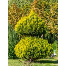 Serada Decor Plant Videolu Limoni Servi Limon Kokulu (20 40CM)1 Adet Saksılı Dış Mekan Bitkisi Cupressus Macrocarpa
