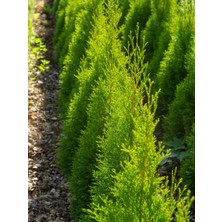 Serada Decor Plant Videolu Favori Limoni Servi Çamı (30-40 Cm)1 Adet Saksılı Dış Mekan Bitkisi Lemon Cypress