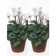 Serada Decor Plant Videolu Beyaz Siklamen Çiçeği (20 35 Cm) 2 Adet Hediyelik Sıklamen Cyclamen
