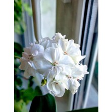 Serada Decor Plant Videolu 1 Adet Beyaz Sakız Sardunya Çiçeği 15-25 cm Saksılı Çiçekli Bodur Bitkiler Whıte Pelargonium