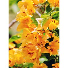 Serada Decor Plant Videolu Göz Alıcı Sarı Renkli Begonvil (20 40 Cm) 1 Adet Saksılı Çiçekli Bitki Bougainvillea