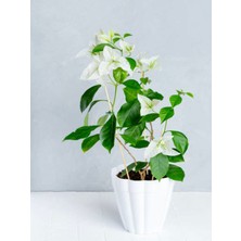 Serada Decor Plant Videolu Beyaz Begonvil Sarmaşığı (60-90 Cm)1 Adet Saksılı Çiçekli Bahçe Teras Bitkisi Bougainvillea