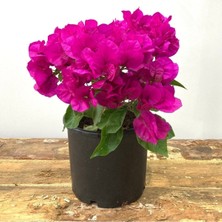 Serada Decor Plant Begonvil Çiçeği-Kırmızı (15-20 Cm)-Bodur Begonvil Bougainvillea