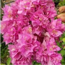 Serada Decor Plant Begonvil Gelin Duvağı Fidanı, Saksıda Bougainvillea Bahçe Balkon Teras