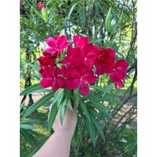 Serada Decor Plant Videolu Zakkum Çiçeği Çok Yıllık (50 60 Cm)1 Adet Saksılı/tüplü Dış Mekan Bitkisi Nerium Oleander