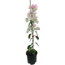 Serada Decor Plant Begonvil Sarmaşığı - Beyaz (60-90CM) Bougainvillea