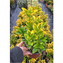 Serada Decor Plant Videolu Altuni Taflan Süs Bitkisi (10 20 Cm)4 Adet Saksılı Dış Mekan (Euonymuus Japonica Aurea