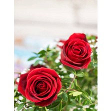 Serada Decor Plant Videolu Kırmızı Gül 2 Adet Saksılı (40-60CM) Aşılı Gül Bahçe Bitkisi (Red Roses)