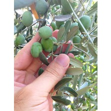 Serada Decor Plant Videolu Gemlik Zeytin Fidanı (90 110 Cm) Tüplü 4 Adet Zeytin Fidesi Olive Seedling