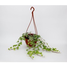 Serada Decor Plant Hedera Sarmaşık - Askılı Saksıda Hediyelik + Ofis Salon Bitkisi