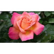 Serada Decor Plant Saksılı Eflatun Sarı Gül Fidanı