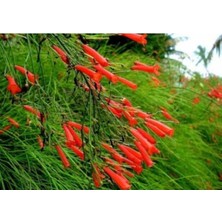 Serada Decor Plant Kırmızı Mercan Çiçeği