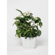 Serada Decor Plant Videolu Kokulu Gardenya Çiçeği (30 40 Cm)1 Adet Saksılı Çiçekli Iç Mekan Bitkisi Gardenia