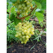 Serada Decor Plant Videolu Bol Sulu Tatlı Çekirdeksiz Üzüm (40 60 Cm)Tüplü Dış Mekan Bitkisi Thompson Seedless