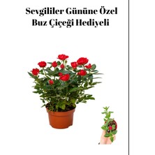 Serada Decor Plant Sevgililer Gününe Özel Kırmızı Renk Gül Fidanı Buz Çiçeği Hediyeli