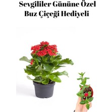 Serada Decor Plant Sevgililer Gününe Özel Kırmızı Renk Kalanşo Çiçeği Buz Çiçeği Hediyeli