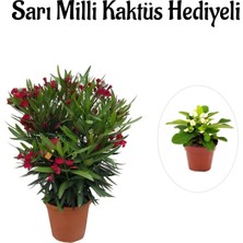 Serada Decor Plant Sevgililer Gününe Özel Kırmızı Bodur Zakkum Fidanı Sarı Milli Kaktüs Hediyeli