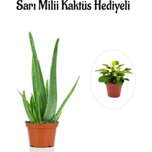 Serada Decor Plant Parlak Dolgun Formlu Aleovera Bitkisi Sevgililer Gününe Özel Sarı Milli Kaktüs Hediyeli