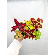 Serada Decor Plant Videolu 6'lı Karışık Mini Yaprak Güzeli Çiçeği 10-15 cm Tüplü Çiçekli Plectranthus Scutellarioides